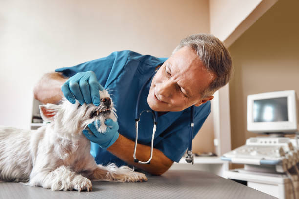Best 24-Hour Emergency Dentist in Greenwood Lake, NY
